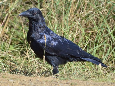 Forest Raven Ebird