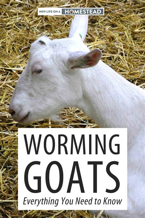 Worming Goats Everything You Need To Know • New Life On A Homestead