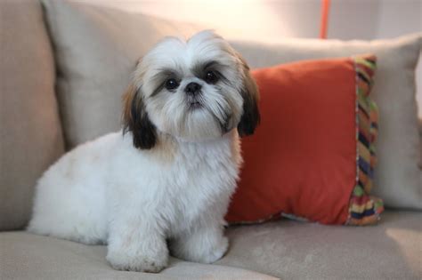 20 Cool Facts You Didnt Know About The Shih Tzu Shih