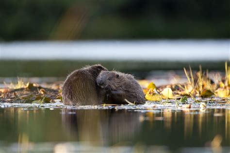 scottish beavers beaver reintroduction scottish wildlife trust