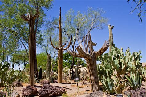The cactus garden features four acres of ornamentals, cacti and other succulents. The Ethel M Botanical Cactus Garden | Linda's Las Vegas