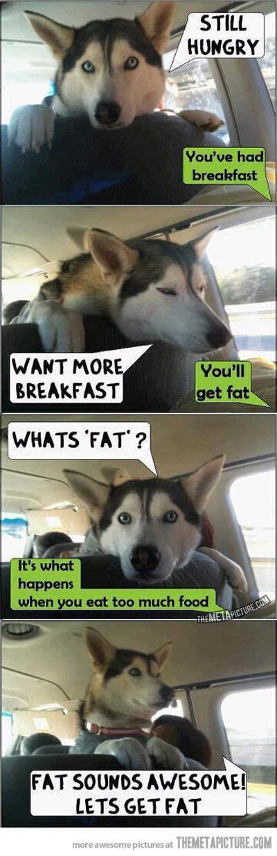 Fat Dog Quotes Quotesgram