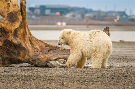 Polar Bears Of Kaktovik Alaska Muzzygraphics