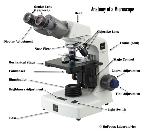An eyepiece is where the individual places his eye to look through the microscope. Microscope Diagram to Print