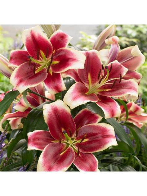 Skyscraper Lilies X5 Bulbs Of 5 Varieties Uk