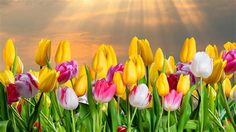 tulips many flowers wallpapers hd desktop and mobile backgrounds my