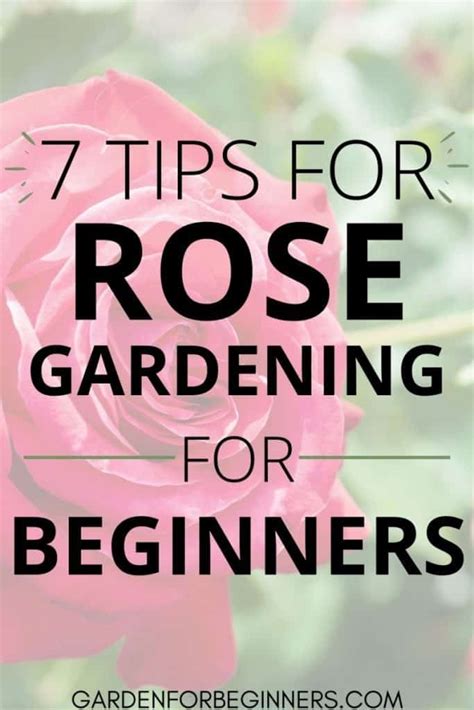 7 Tips For Successful Rose Gardening For Beginners Garden For Beginners