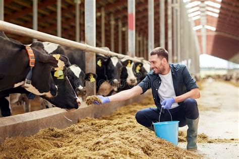 Man Feeding Cows With Hay In Cowshed On Dairy Farm Stock Photo Image