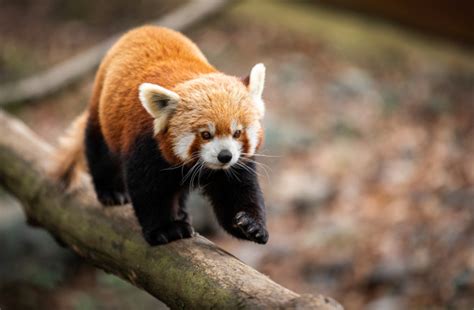 Why The Red Panda Is Endangered Discover Magazine