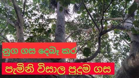 Unbelievable Tree In Srilanka නුග ගස පලාගෙන විසාල තල් ගසක් එයි Youtube