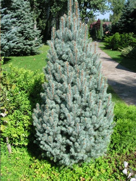 Picea Pungens Iseli Fastigiate 800×1065 Picea Pungens Colorado