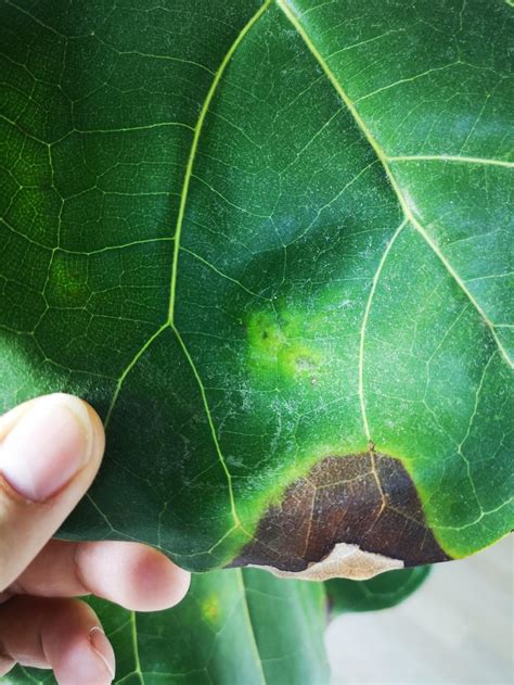 Ficus Lyrata Leaves Brown Spots Yellowing And Falling Off Need Help