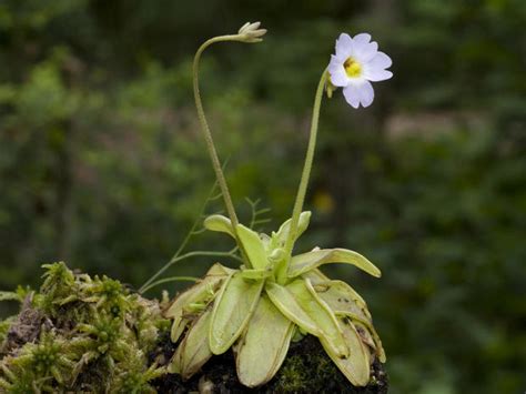 Nature Up Close The Carnivorous Butterwort Plant Cbs News