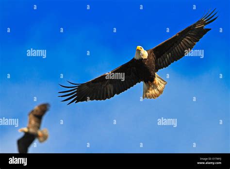 Flying Eagle In Blue Sky Hi Res Stock Photography And Images Alamy