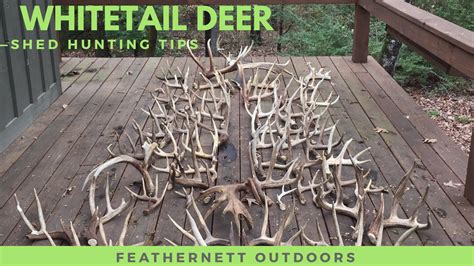 Whitetail Deer Shed Hunting Tips Find More With Less Work