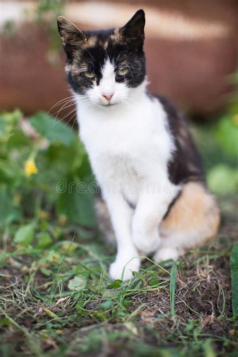 Tricolor Cat Sitting In The Garden With Green Grass Stock Photo Image