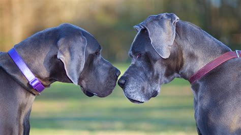 Great Dane Coat And Color Varieties Pethelpful