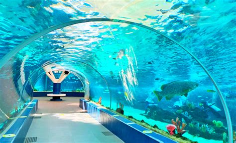 Dive Into Cebu Ocean Park Ticket Rates And Insider Tips Peso Lab