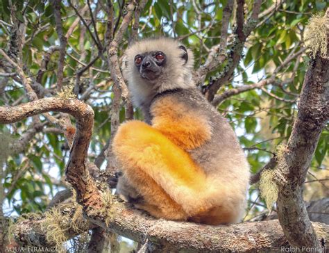 Lemurs Of Madagascar Diademed Sifaka Aqua Firma Wildlife Guides