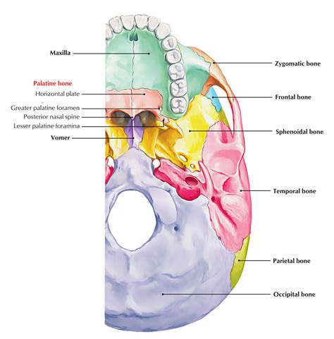 Palatine Anatomy Anatomical Charts And Posters