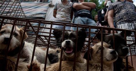 Yulin Dog Meat Festival Begins Amid Outcry From Within China The