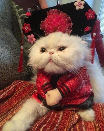 Funny Outfits For Cats 20 Most Funny Clothes For Cats