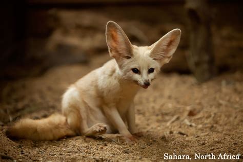 Worlds Cutest Animals Fennec Fox In Sahara North Africa The