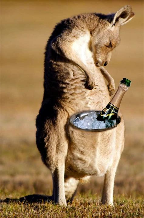 27 More Funny Kangaroo Pictures