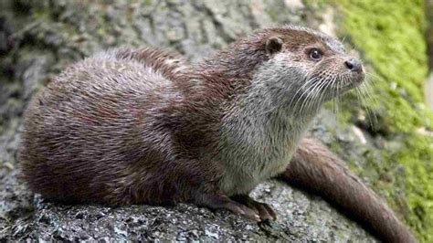 200 Cute And Creative Otter Names Names Cluste