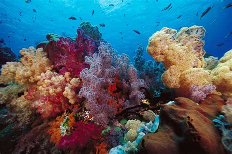Fondos De Pantalla Corales Multicolor Submarino Mundo