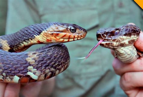 Agkistrodon piscivorus is a venomous snake, a species of pit viper, found in the southeastern usa. Discover the Story of Cottonmouth Snakes - Animal Encyclopedia