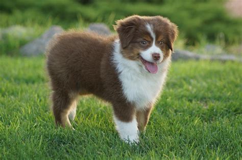 How Big Do Toy Australian Shepherd Puppies Get