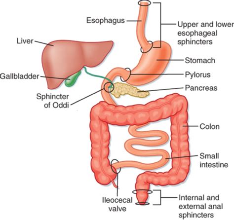 Physiology Gastrointestinal Tract Flashcards Quizlet