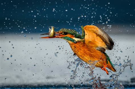 Pictures Common Kingfisher Bird Fish Water Splash Flight Animals