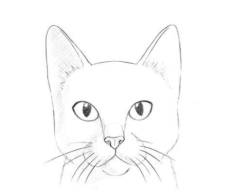 Как нарисовать голову котика