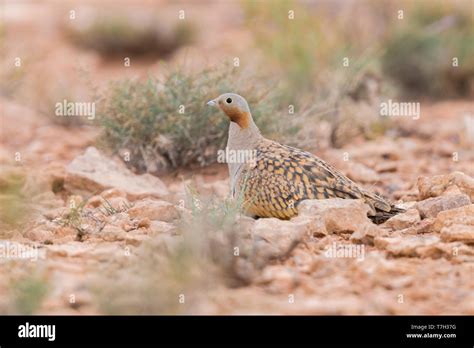 Black Bellied Sandgrouse Pterocles Orientalis Adult Male Crouched On