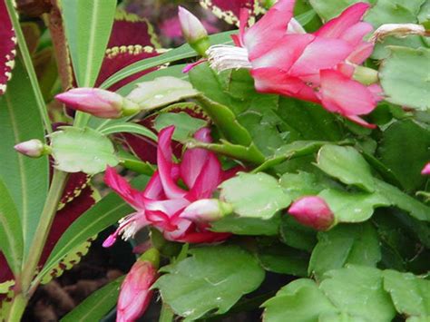 Another common cause of red leaves on the christmas cactus is when the plant becomes rootbound. Houseplant Care Guides: The Lore of Christmas Plants