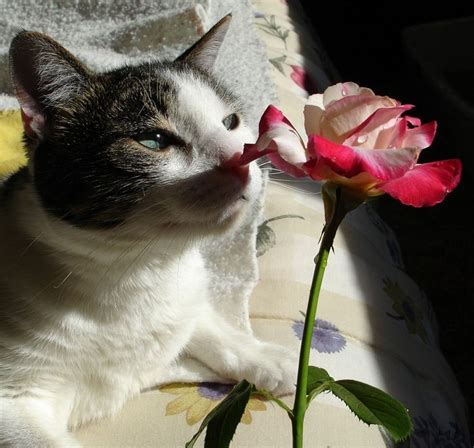Cats Cat Rose Flowers Animals Smelling Free Download Wallpaper ~ Cats