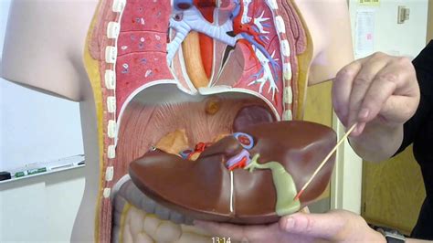 Digestive System Organs And Structures Of The Torso Anatomical Model