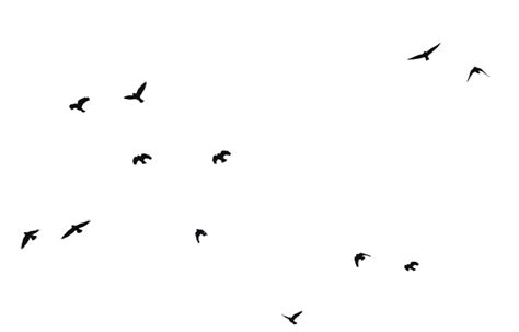 Bird Silhouettes By Frankandcarystock On Deviantart In 2022 Bird