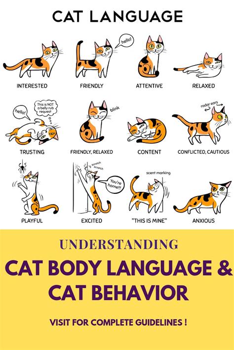 Cat Body Language And Behavior Cat Behavior Cat Behavior Chart Cat