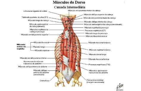 Músculos Extrínsecos Do Dorso Anatomia Papel E Caneta