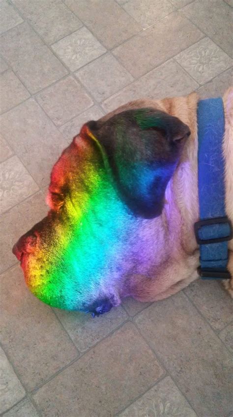 Rainbow Doggo Raww
