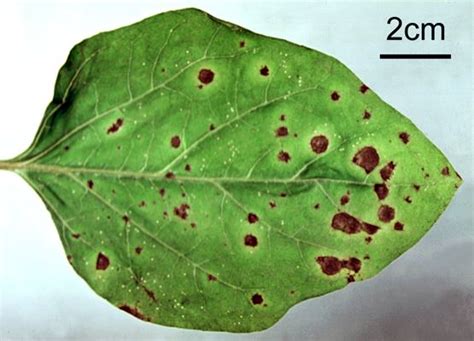 Septoria Lycopersici Var Malagutii Annular Leaf Spot Of Potato