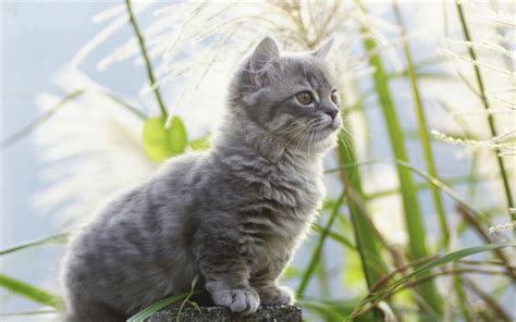 Download Wallpapers Small Gray Kitten Domestic Cats Cute Animals