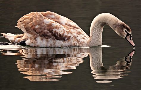 Gambar Burung Air Danau Alam Angsa Putih Perairan Hewan