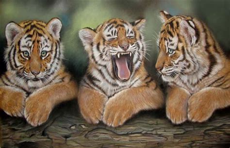 Rare Malayan Tiger Cub Born In Tampa Zoo Orlando Guide Discover The