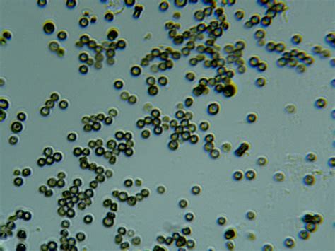 Fungal Bodies World Under Microscope