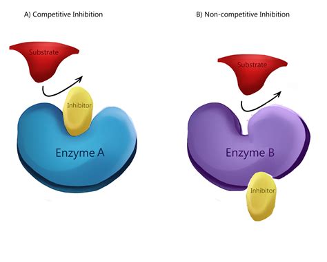 Enzyme Inhibition Types Of Inhibition Allosteric Regulation