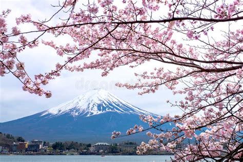 Fuji Mountain Sakura Cherry Blossoms In Spring In Front Fuji Mount Snow